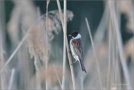 <p>STRNAD RÁKOSNÍ (Emberiza schoeniclus) Varnsdorf ----- /Common reed bunting – Rohrammer/</p>